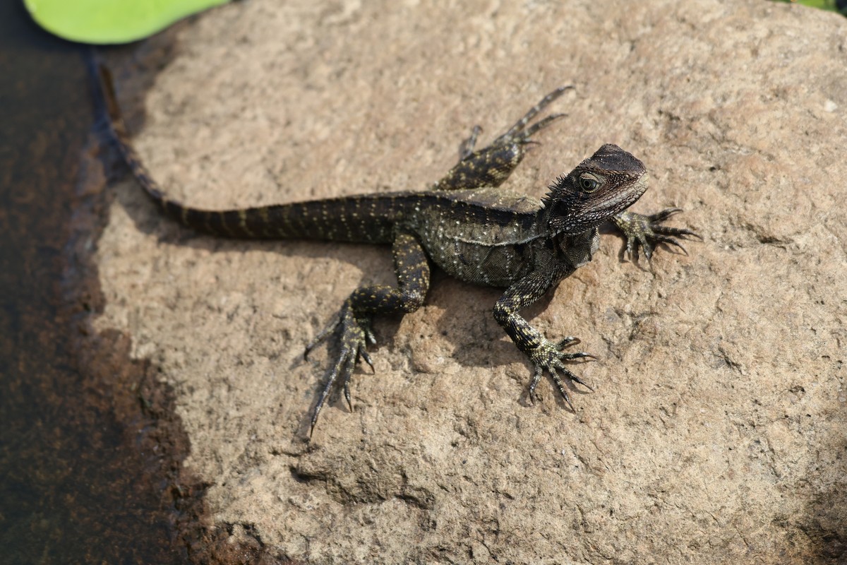 Eastern Water Dragon - ML646888705