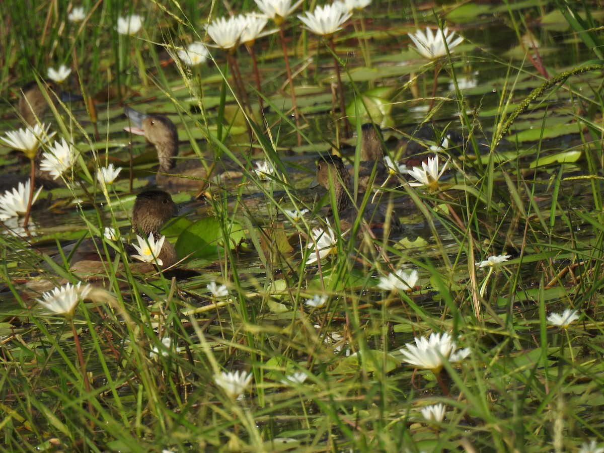 Javapfeifgans - ML646888707