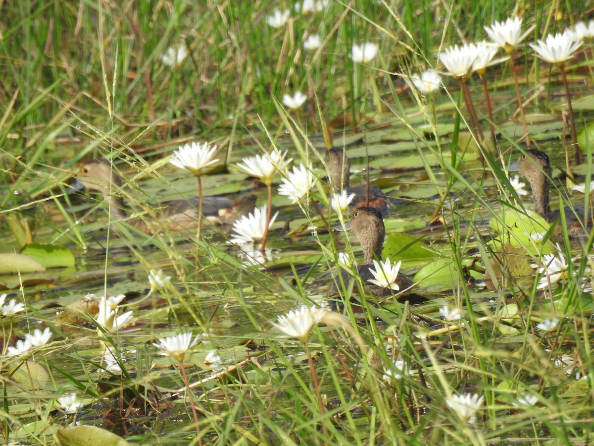 Javapfeifgans - ML646888708