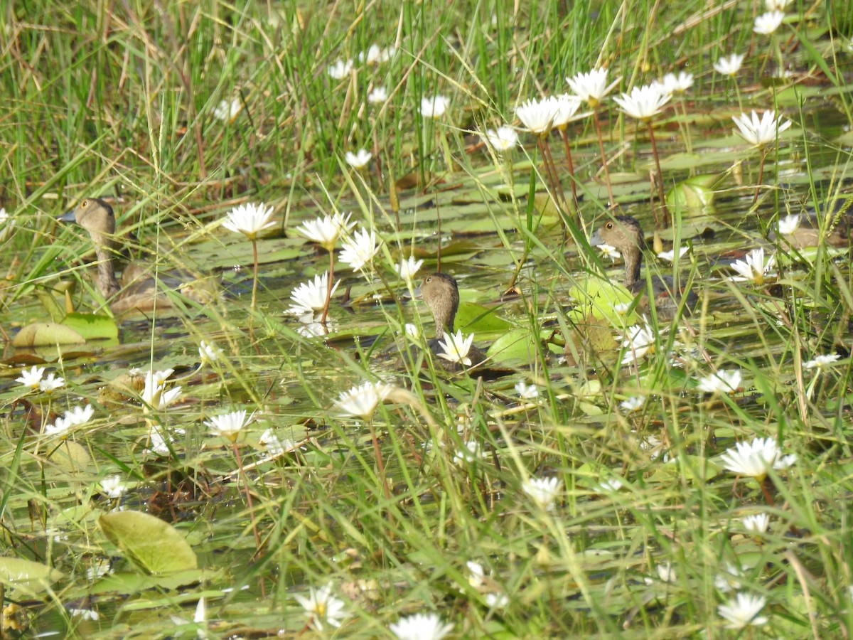 Javapfeifgans - ML646888709