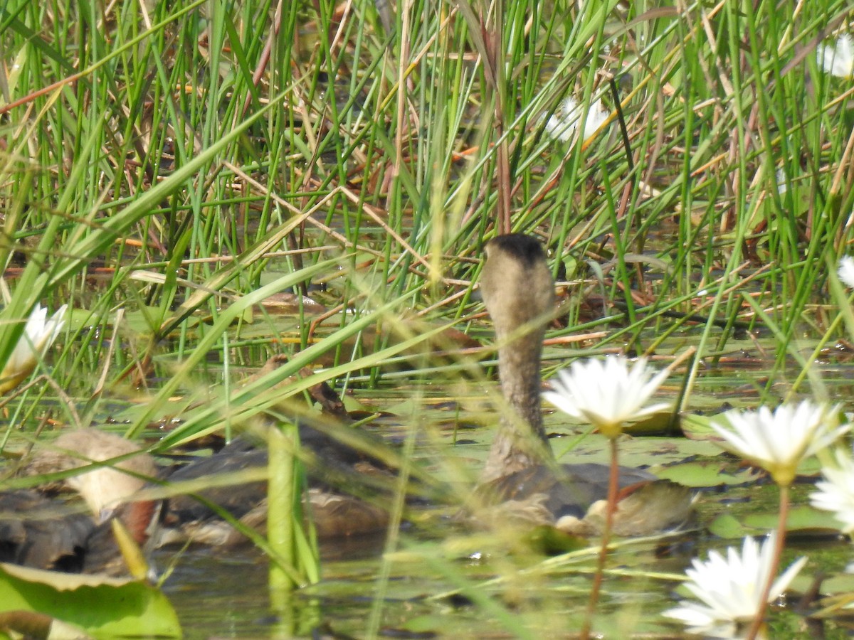 Javapfeifgans - ML646888710