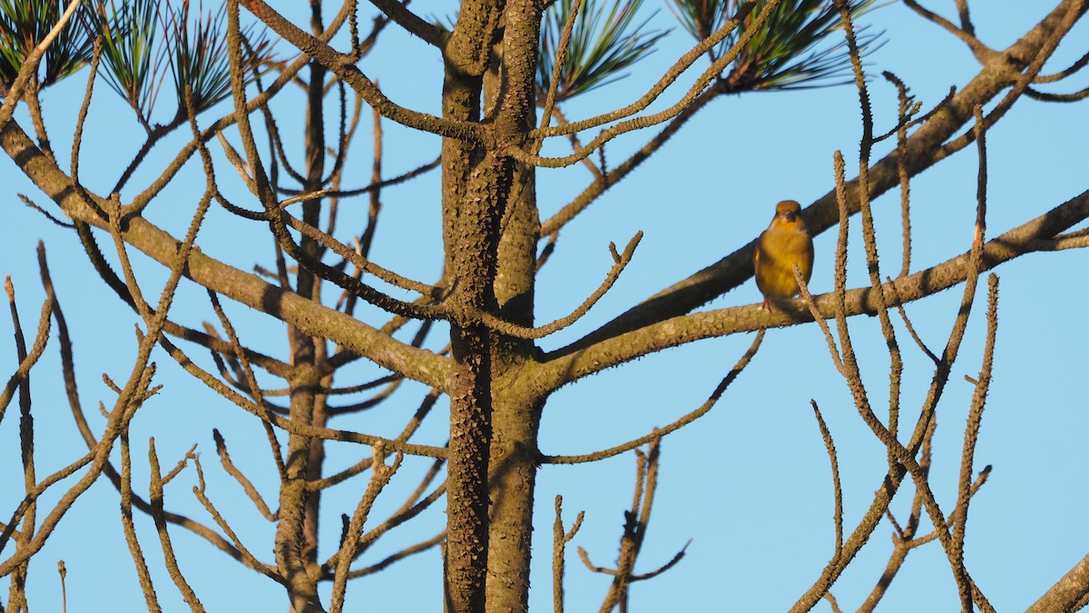 European Greenfinch - ML646888714