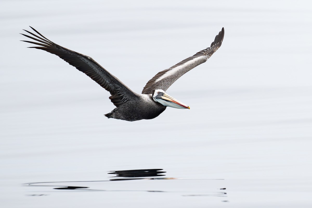 Peruvian Pelican - ML646888716