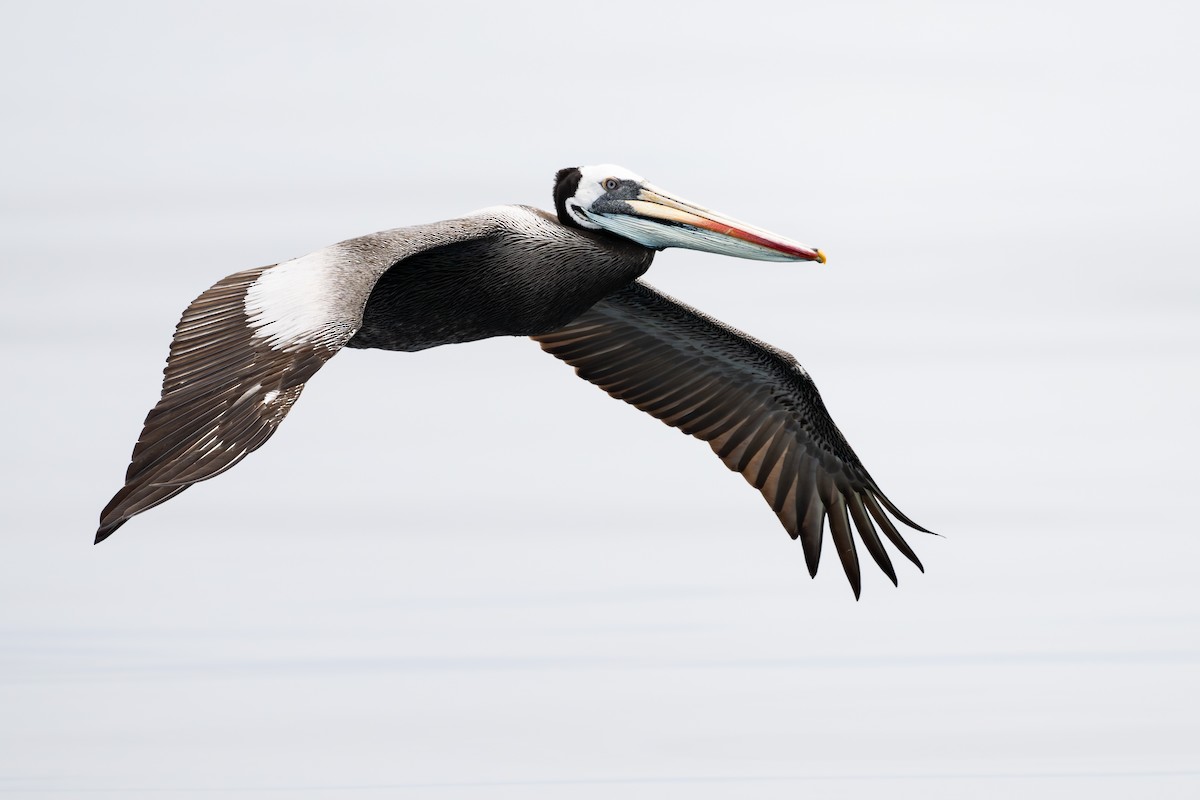 Peruvian Pelican - ML646888719