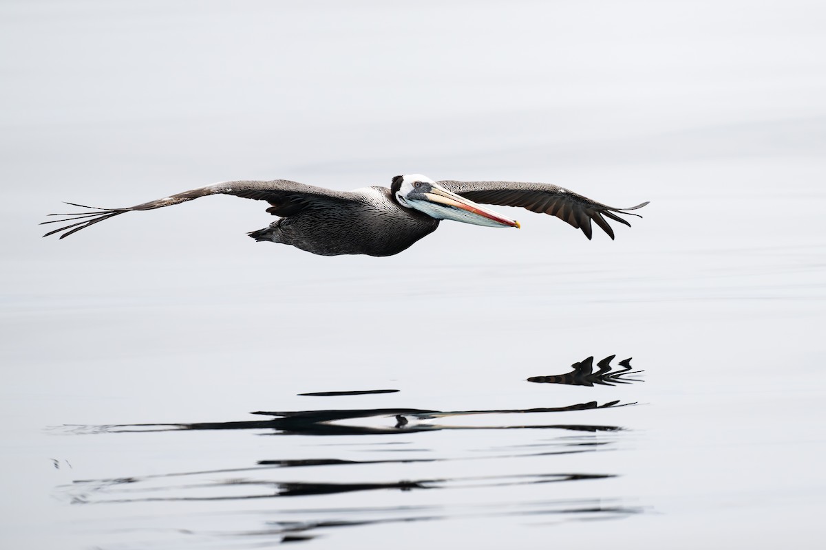 Peruvian Pelican - ML646888720