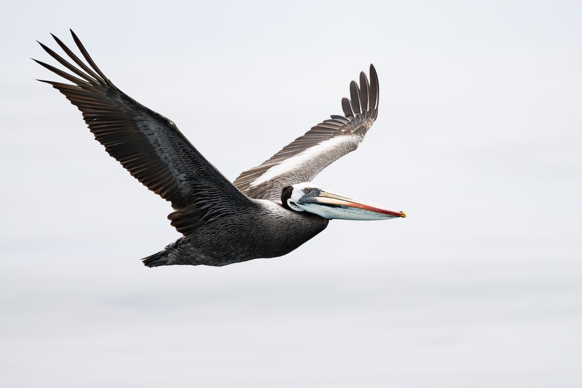 Peruvian Pelican - ML646888721