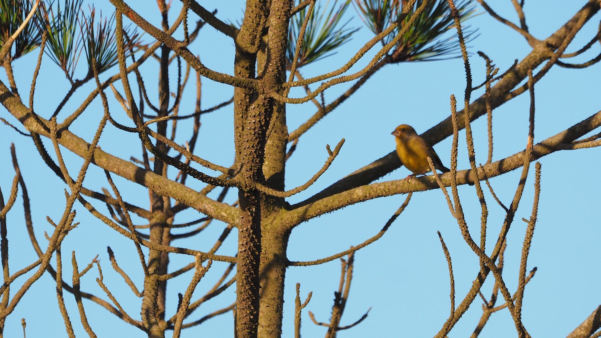 European Greenfinch - ML646888722