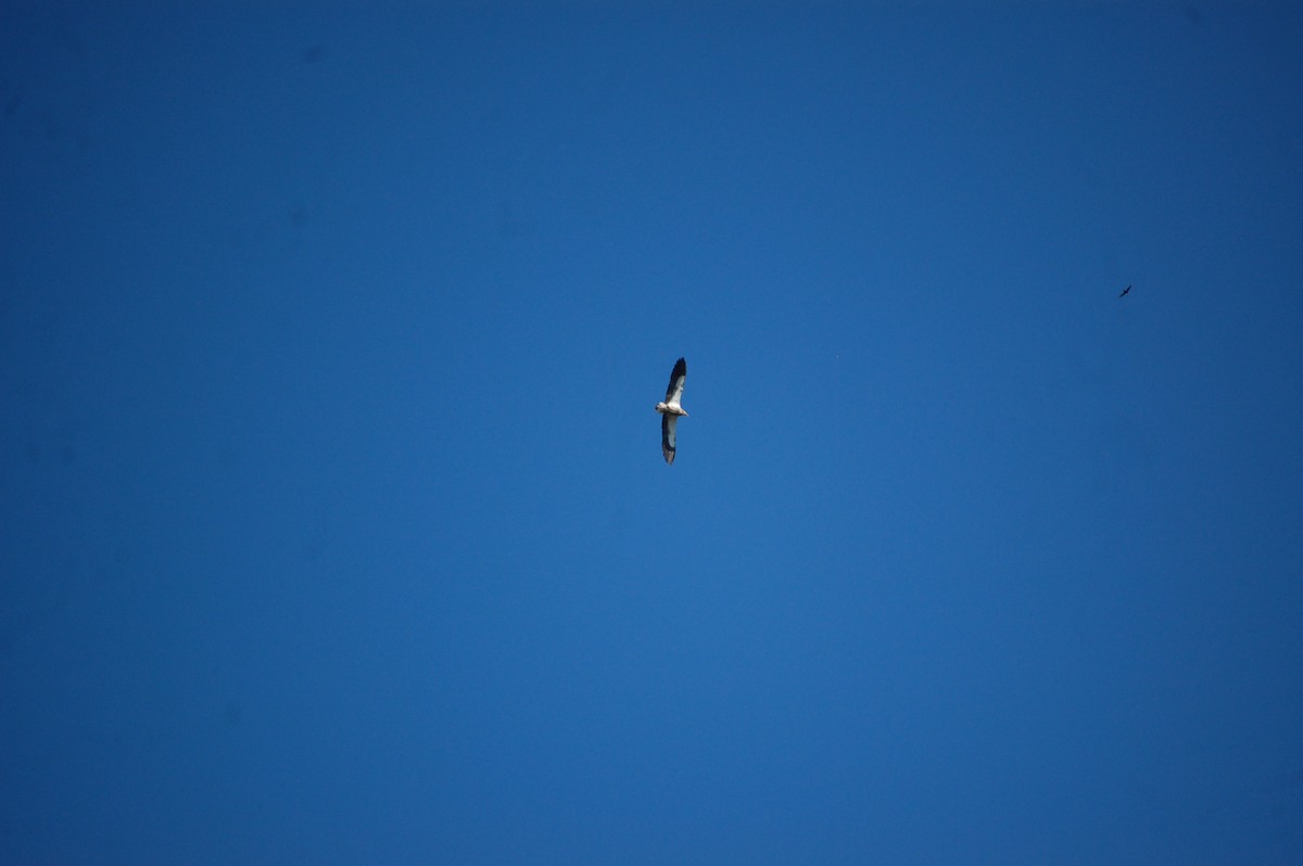 Egyptian Vulture - ML646888723