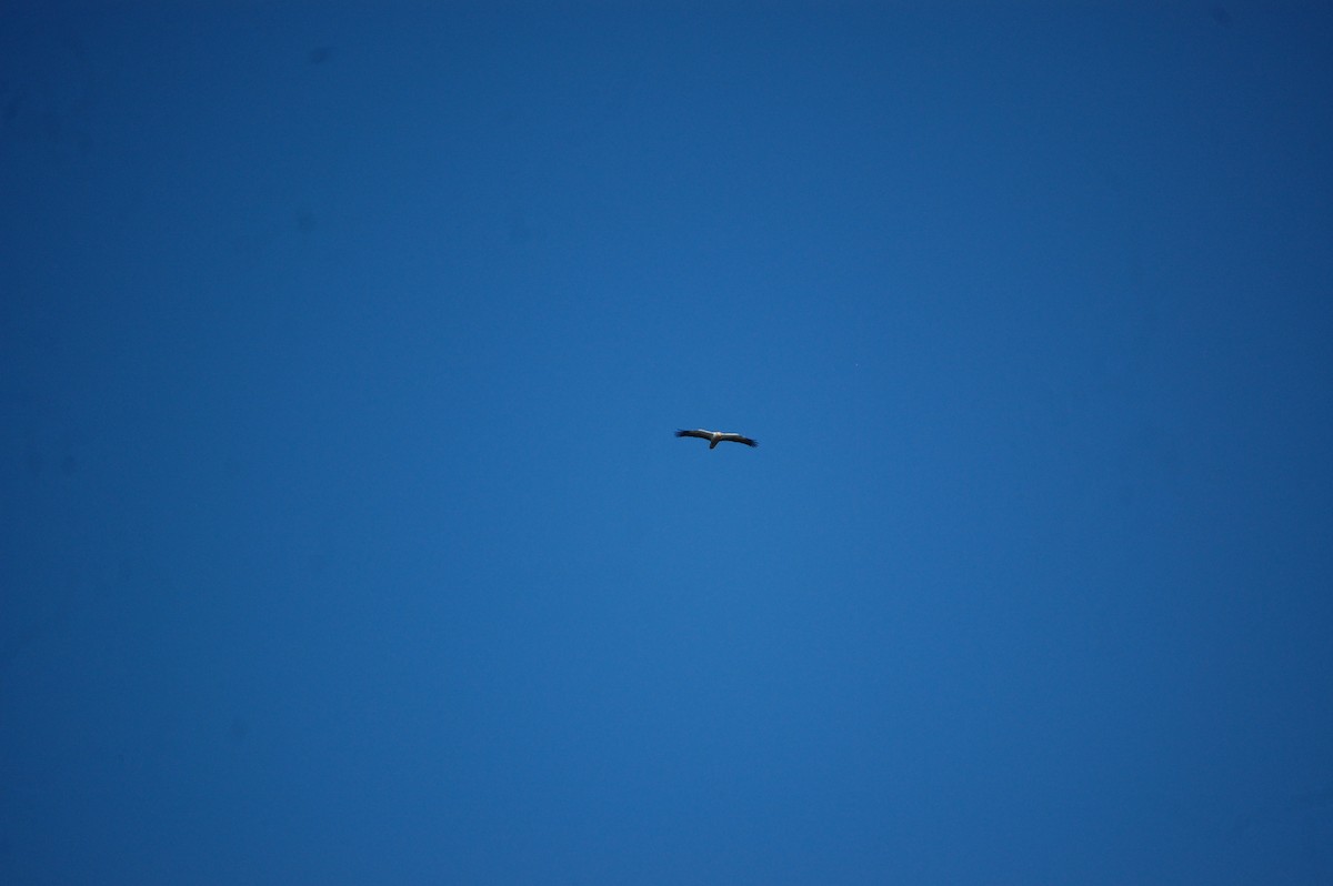 Egyptian Vulture - ML646888724