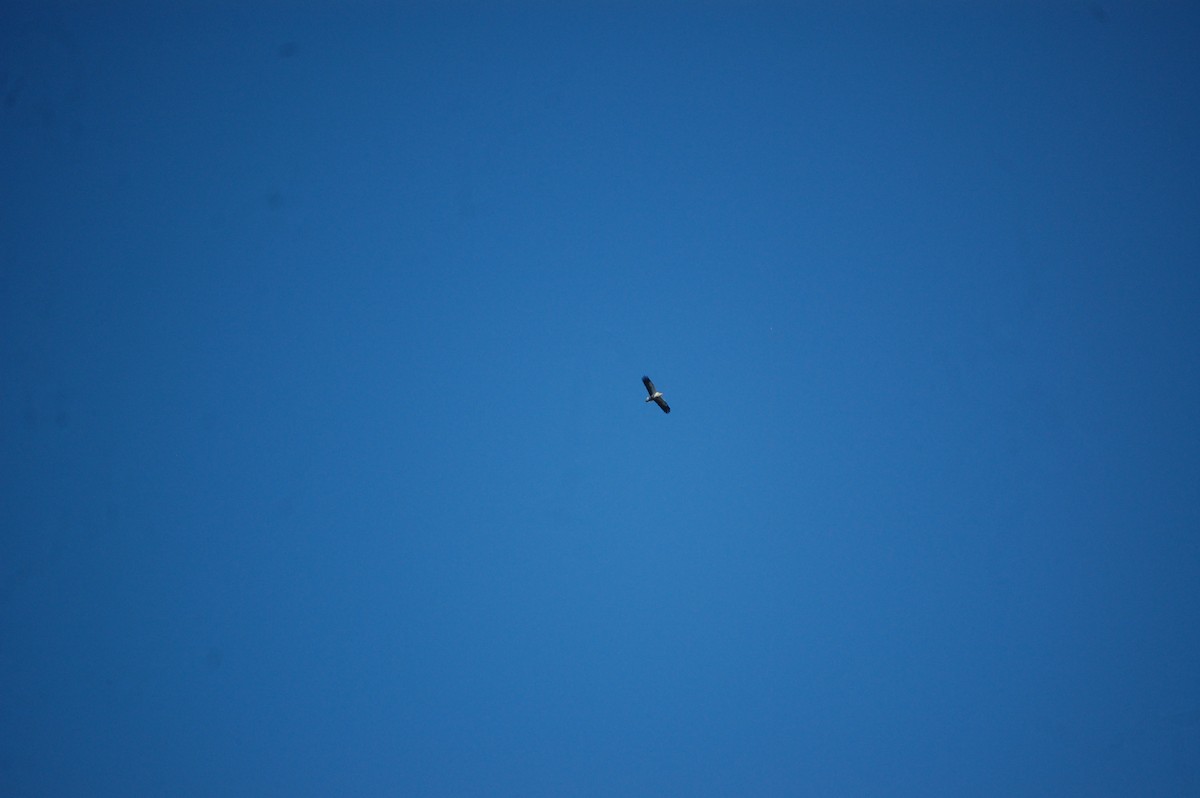 Egyptian Vulture - ML646888725