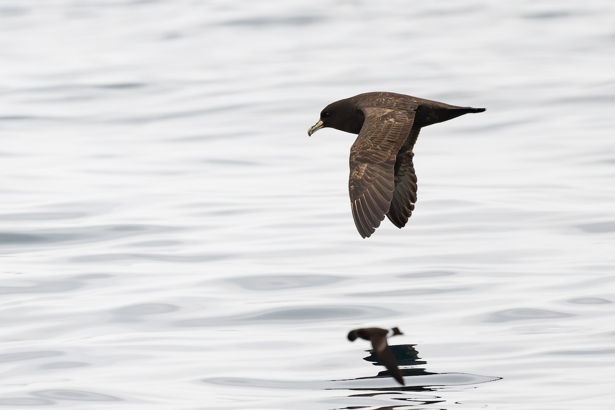 Pardela Gorjiblanca - ML646888726