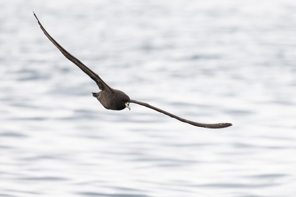 Pardela Gorjiblanca - ML646888727