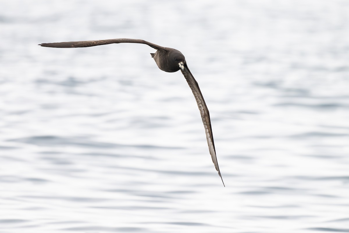 Pardela Gorjiblanca - ML646888728