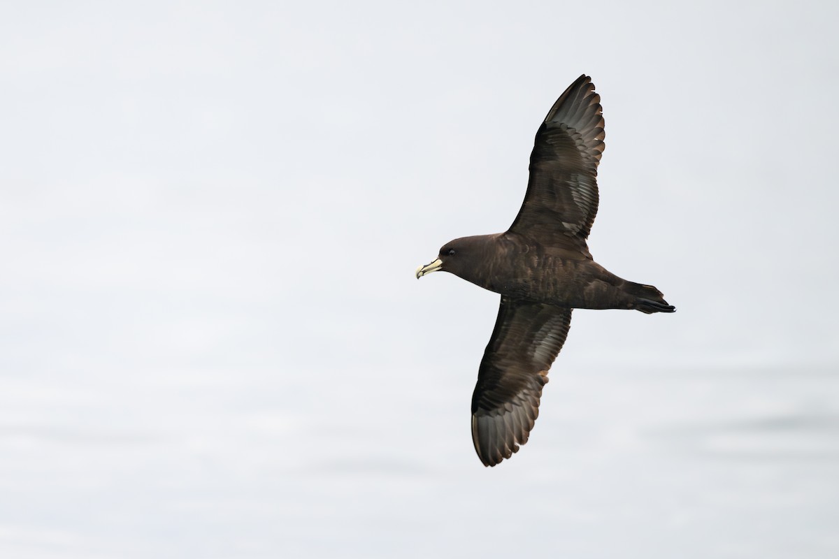 Pardela Gorjiblanca - ML646888729