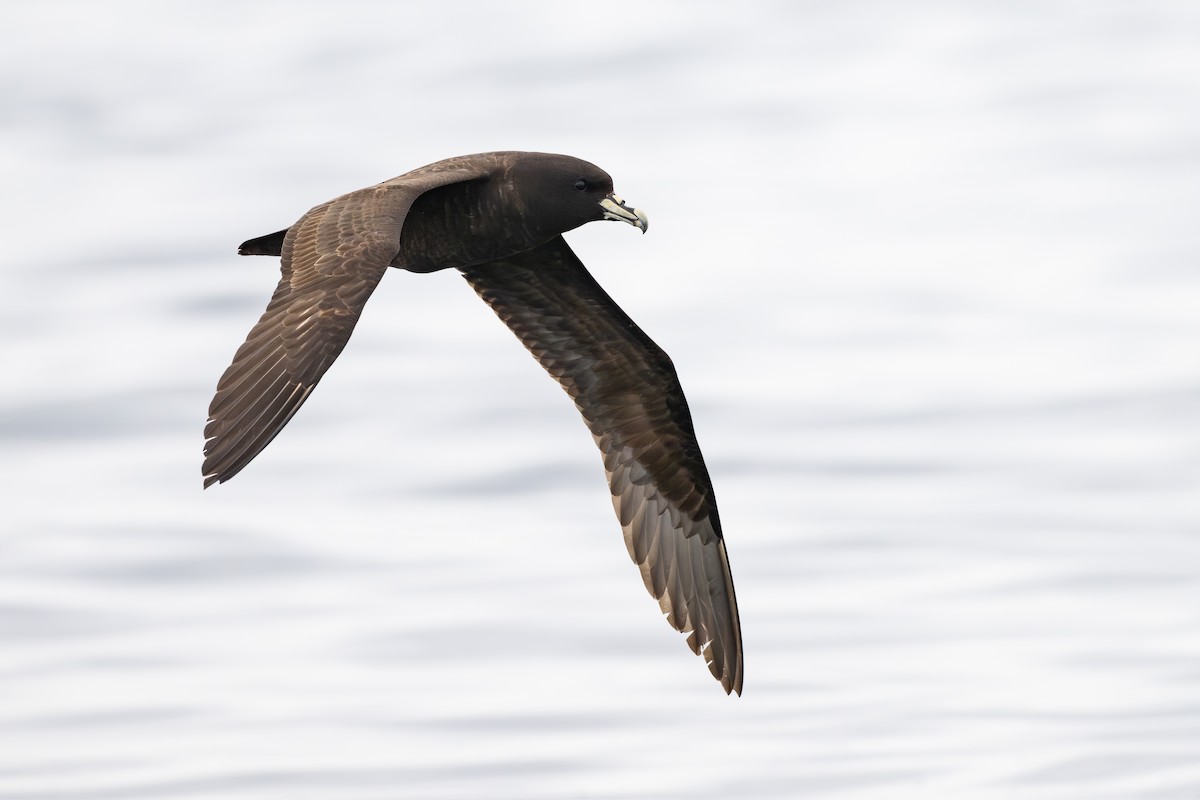 Pardela Gorjiblanca - ML646888730