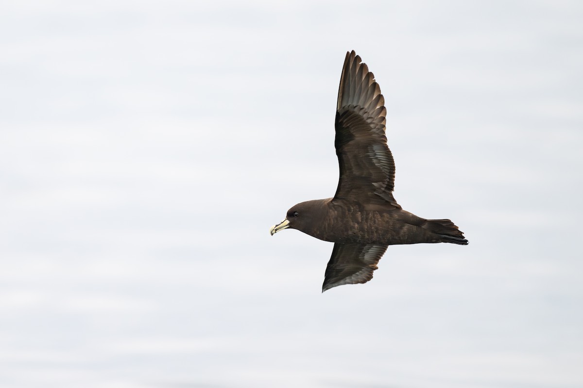 Pardela Gorjiblanca - ML646888731