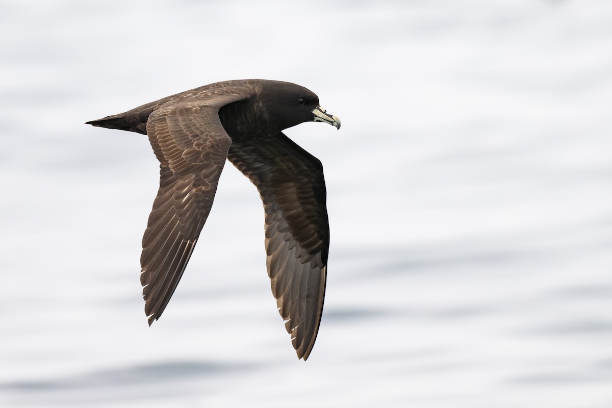 Pardela Gorjiblanca - ML646888732