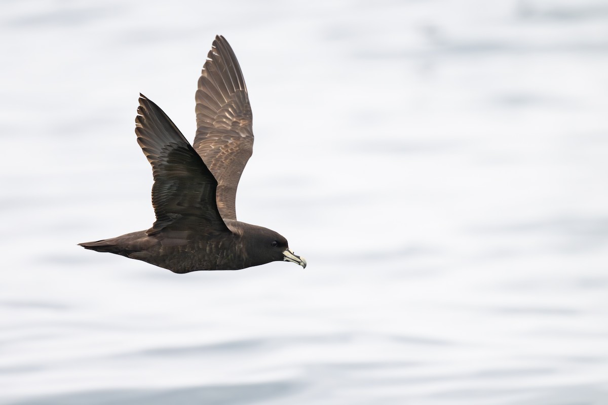 Pardela Gorjiblanca - ML646888733