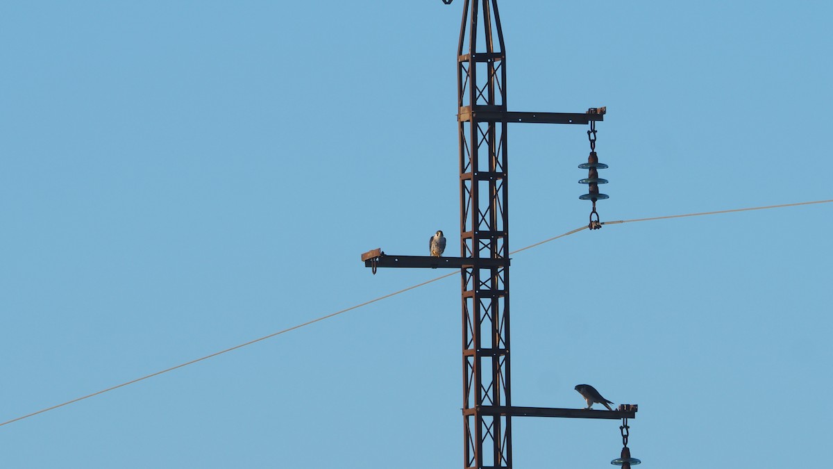 Peregrine Falcon - ML646888735