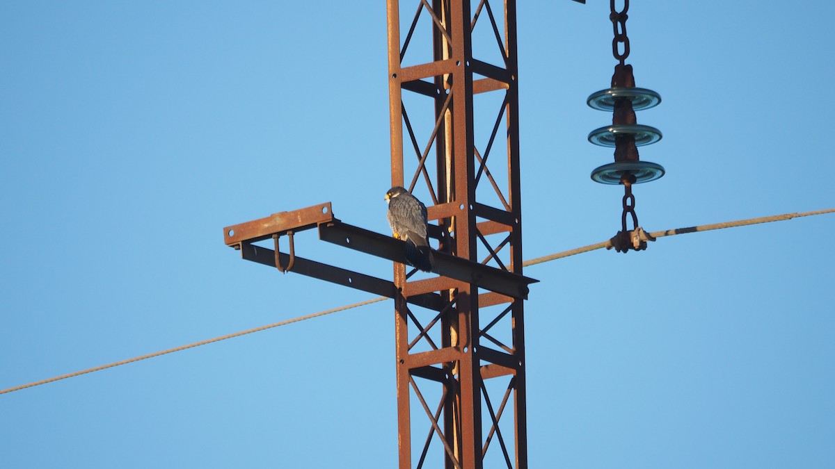 Peregrine Falcon - ML646888745