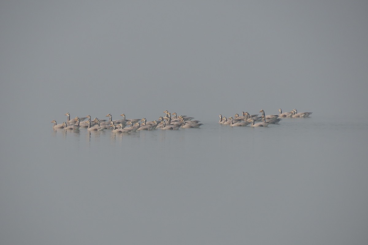 Oie à tête barrée - ML646888753