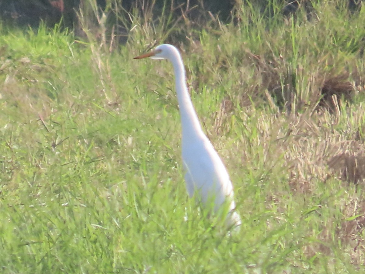 Medium Egret - ML646888759