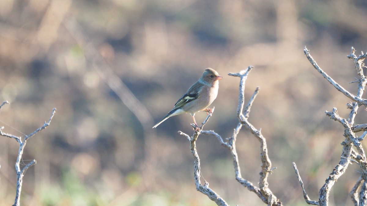 Common Chaffinch - ML646888764