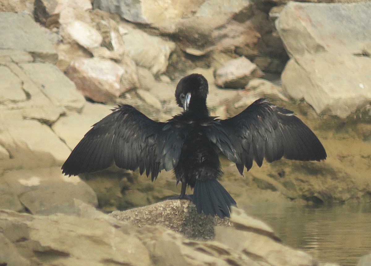 Little Cormorant - ML646888767