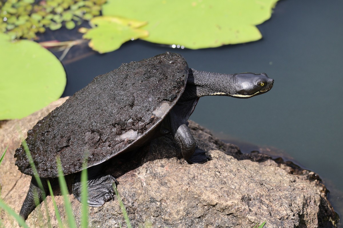 Eastern Short-necked Turtle - ML646888772