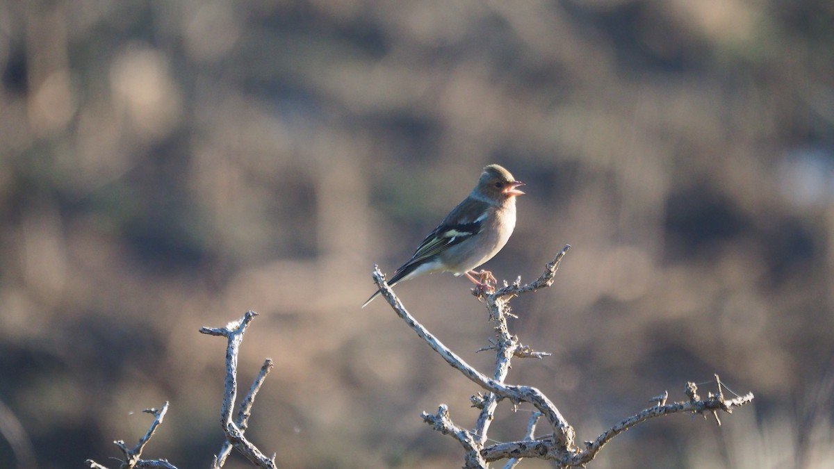 Common Chaffinch - ML646888776