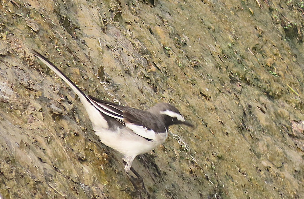 White-browed Wagtail - ML646888777
