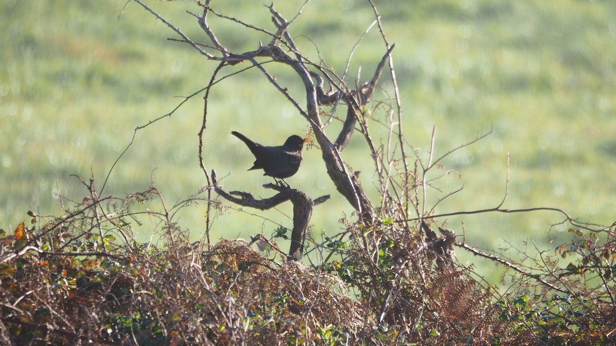 Eurasian Blackbird - ML646888784