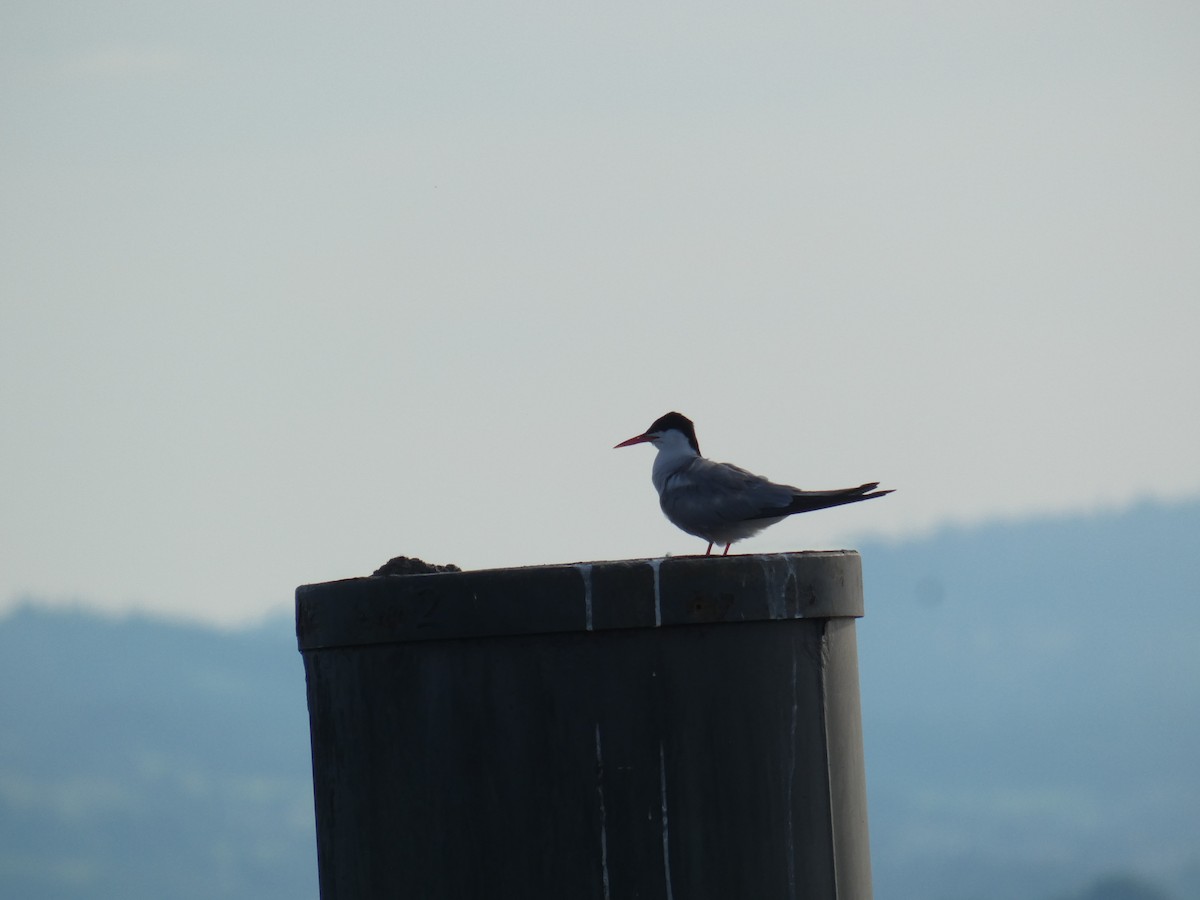 Common Tern - ML646888790