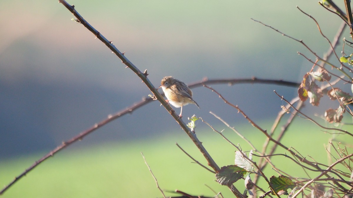 Zitting Cisticola - ML646888792