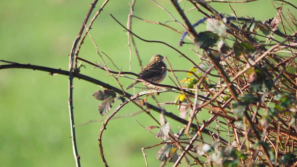 Meadow Pipit - ML646888808