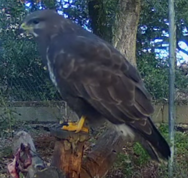 Buse variable - ML646888809