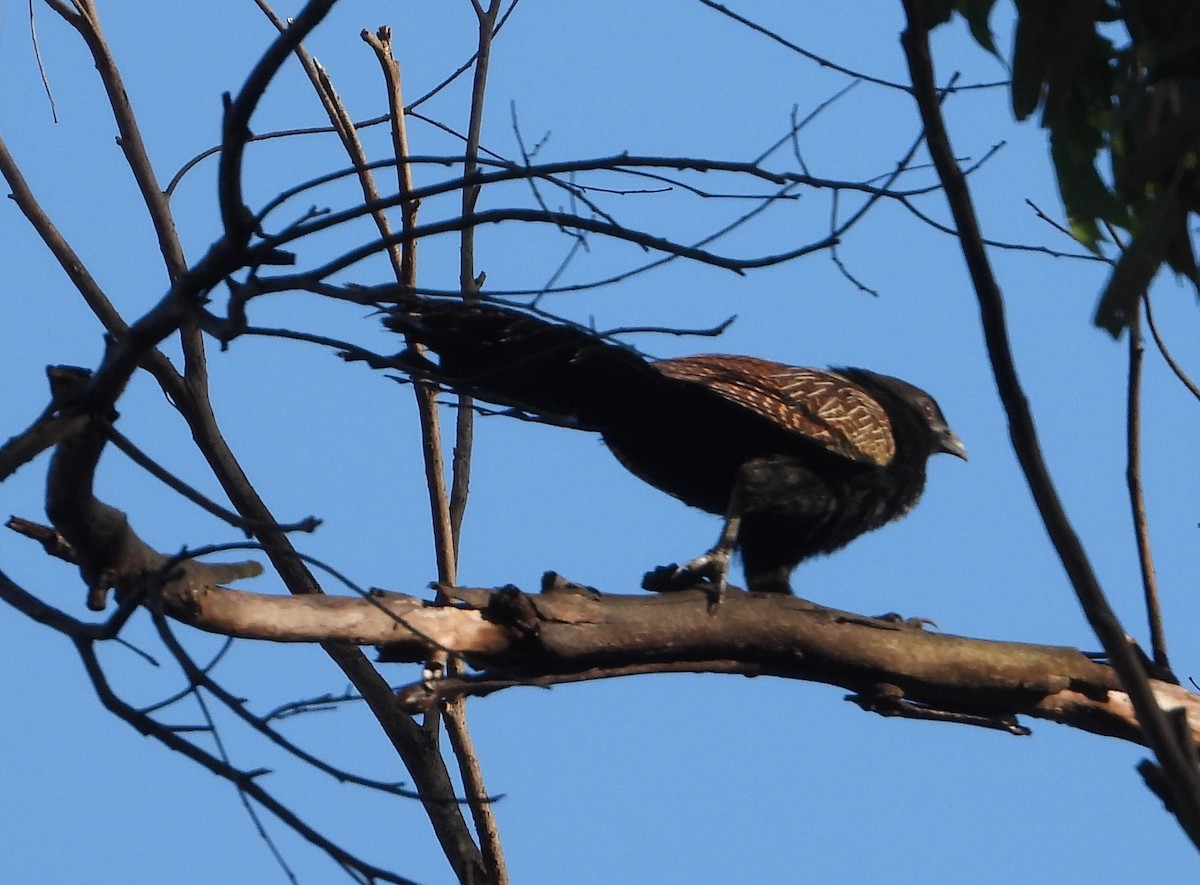 Pheasant Coucal - ML646888810