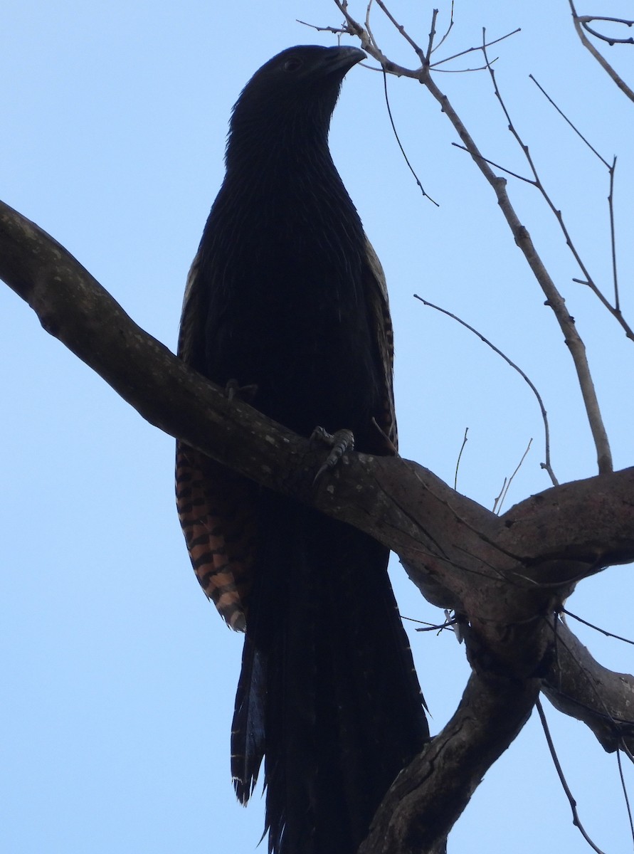 Pheasant Coucal - ML646888811