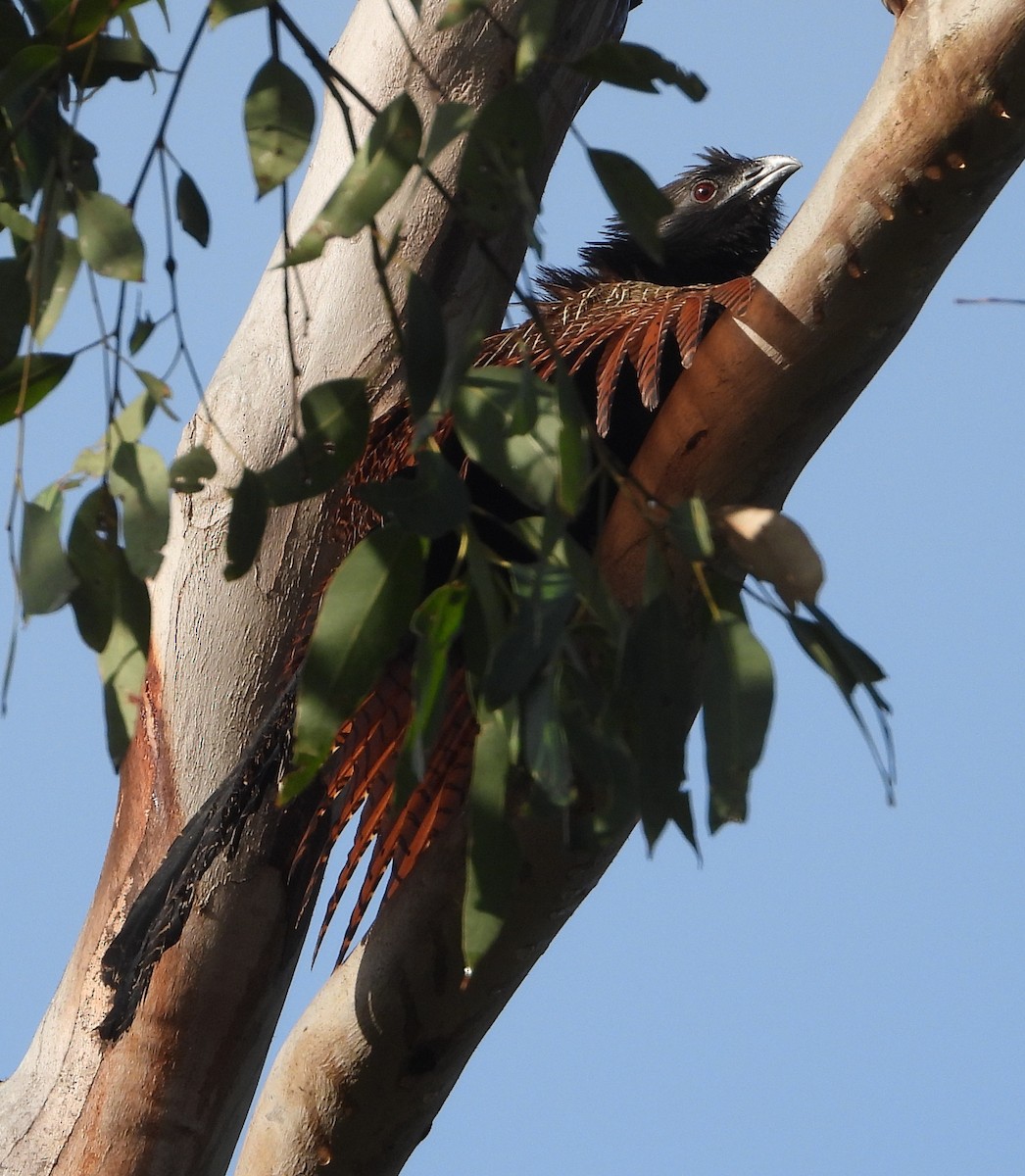 Pheasant Coucal - ML646888812