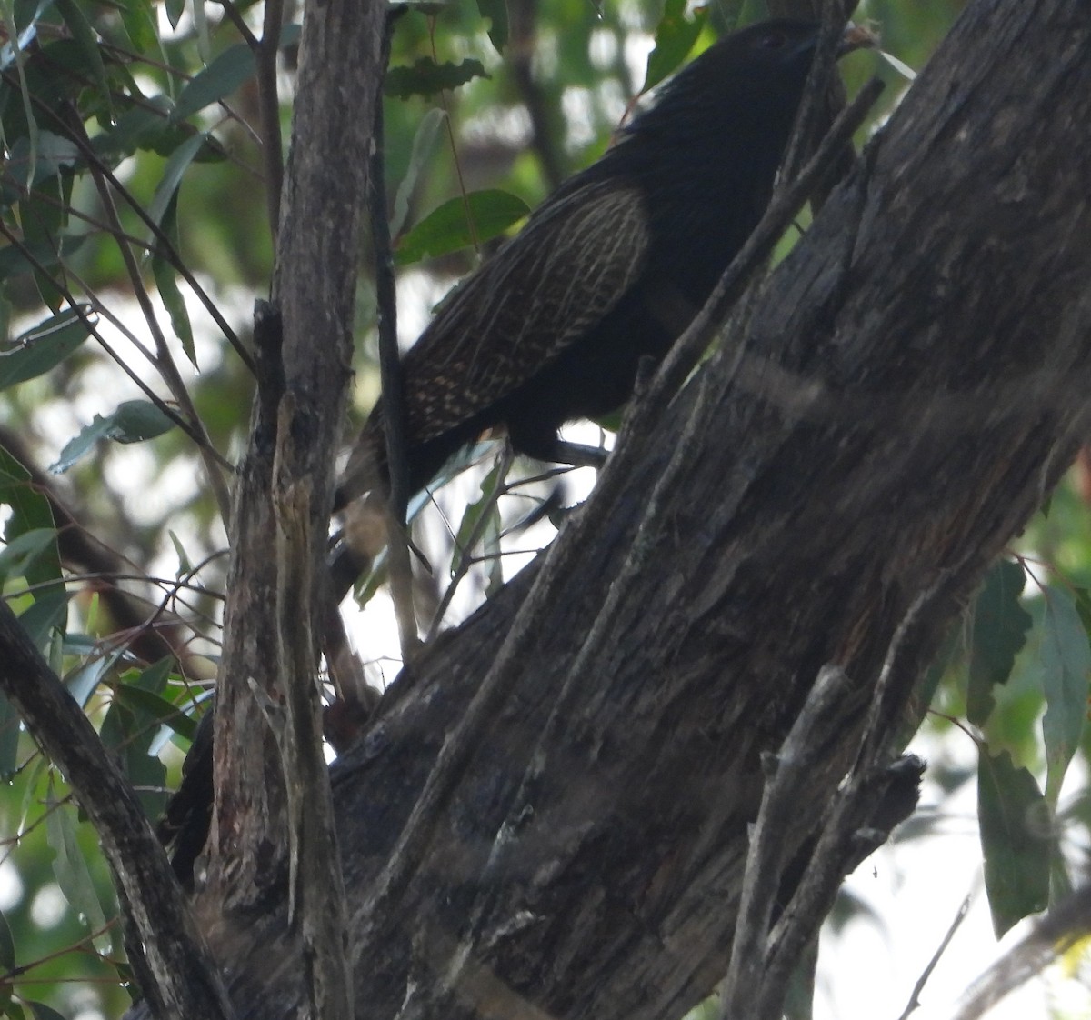 Pheasant Coucal - ML646888813