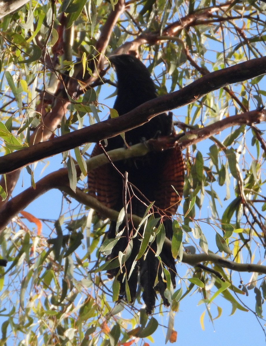 Pheasant Coucal - ML646888814
