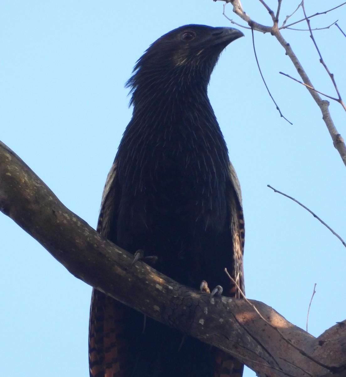 Pheasant Coucal - ML646888815