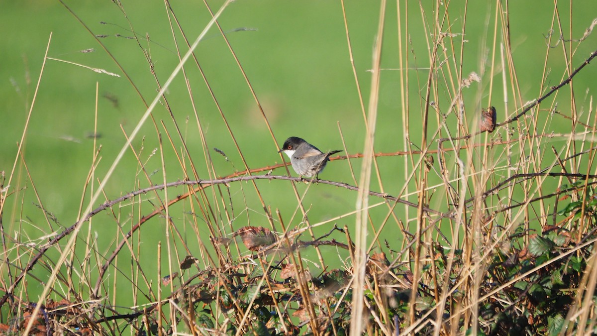 Sardinian Warbler - ML646888822