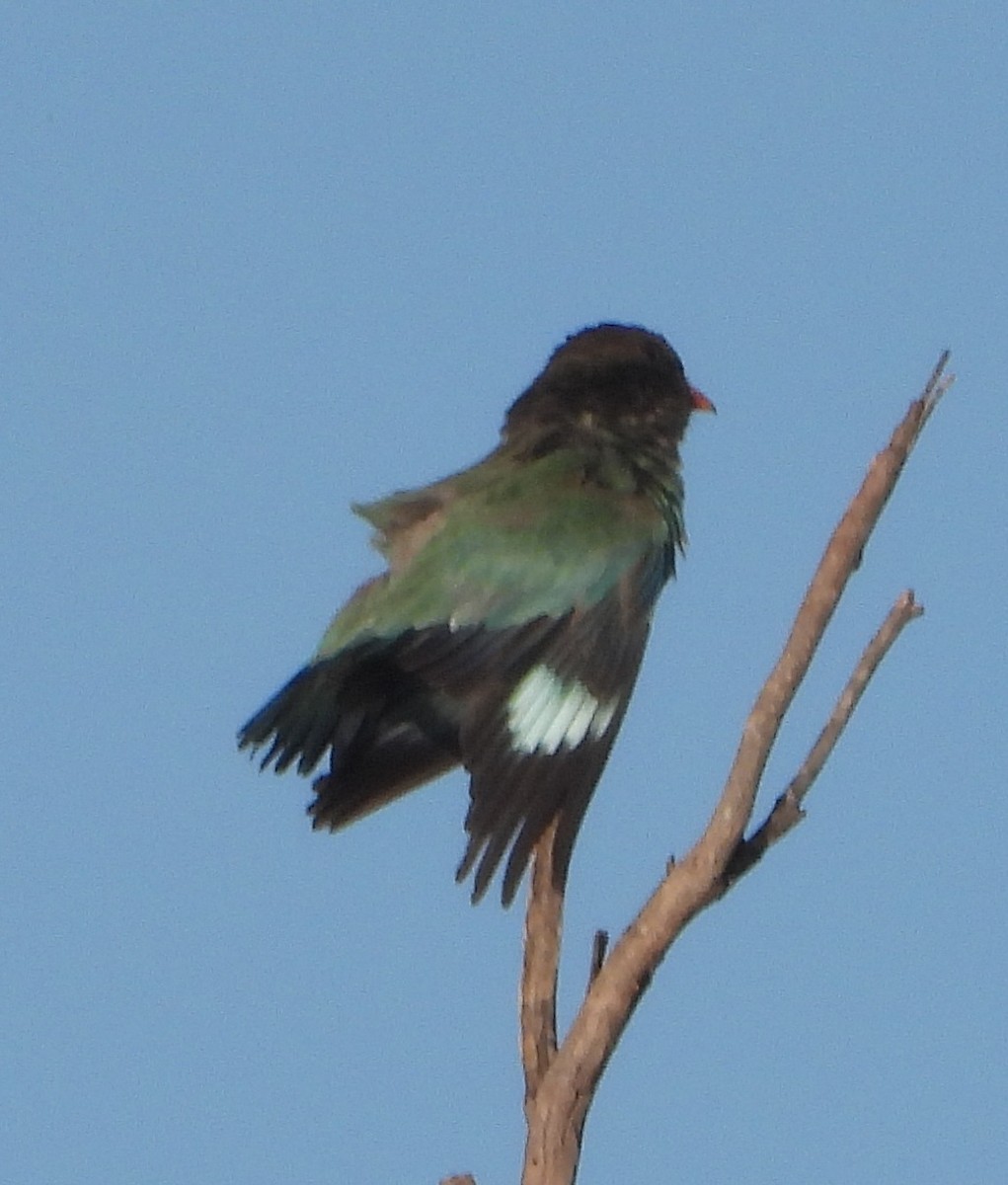 orientråke - ML646888823