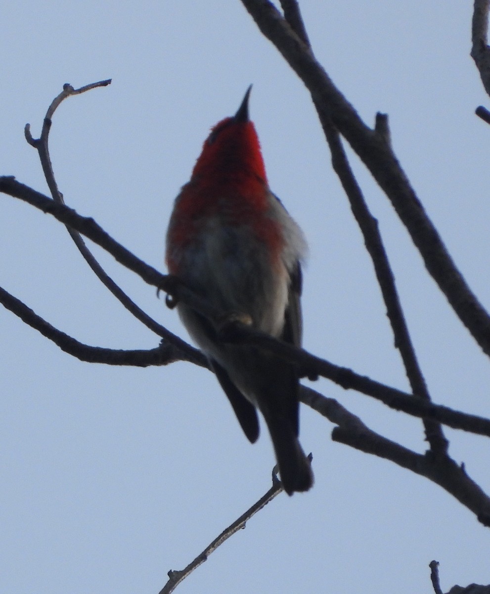 skarlagenhonningeter - ML646888840