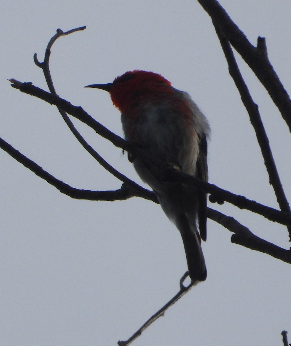 skarlagenhonningeter - ML646888841