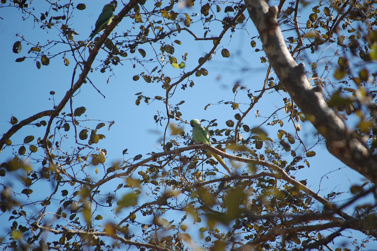 Rose-ringed Parakeet - ML646888843