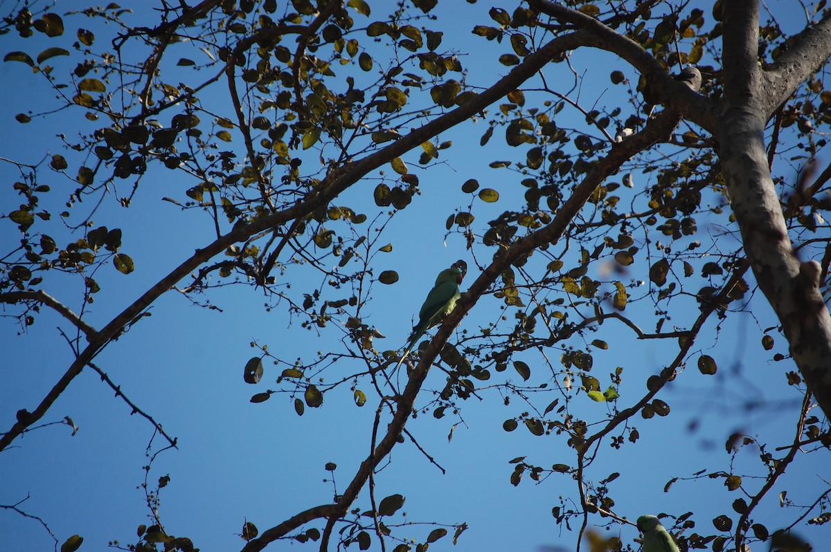 Rose-ringed Parakeet - ML646888844