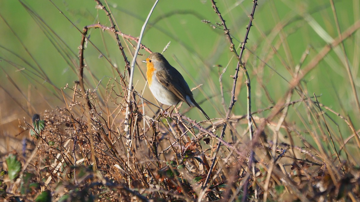 rødstrupe - ML646888845