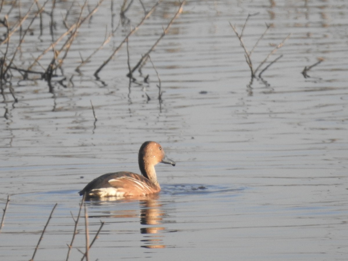 Zuhaitz-ahate kolorebikoa - ML646888856